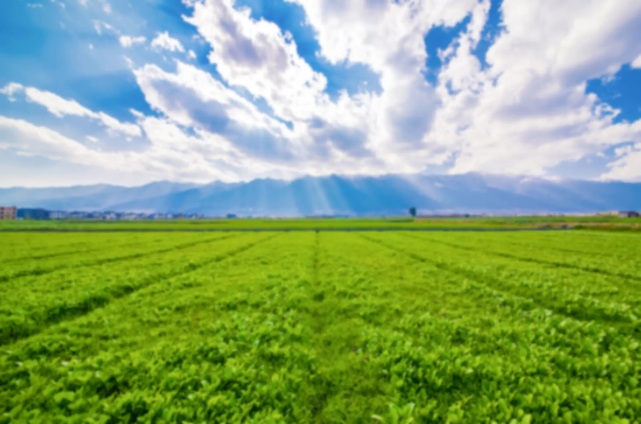 Farmland in Tanzania