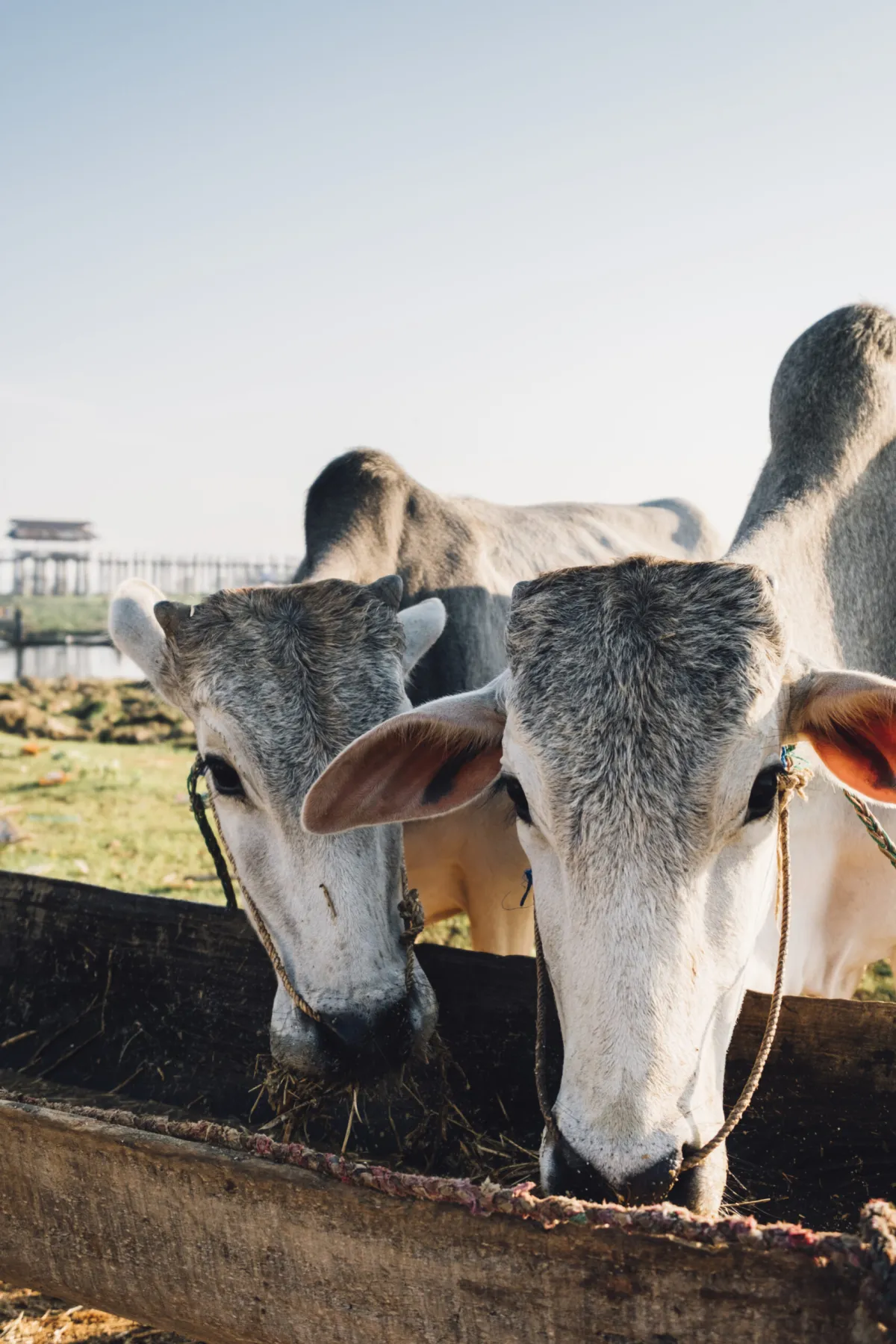 Cattle feeding on a Tanzanian livestock farm