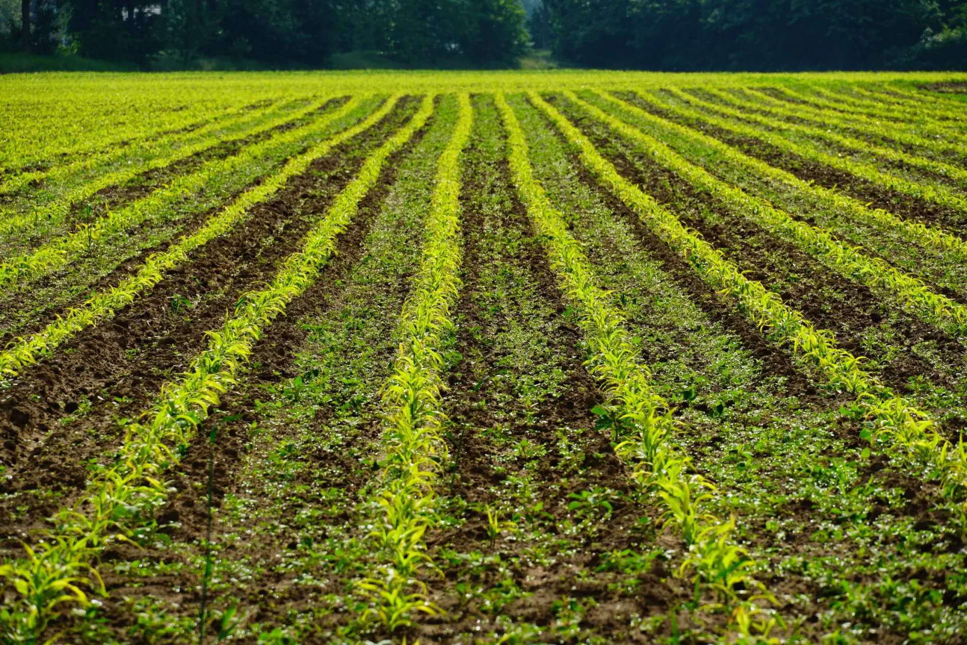 Rows of healthy crops on a Tanzanian farm
