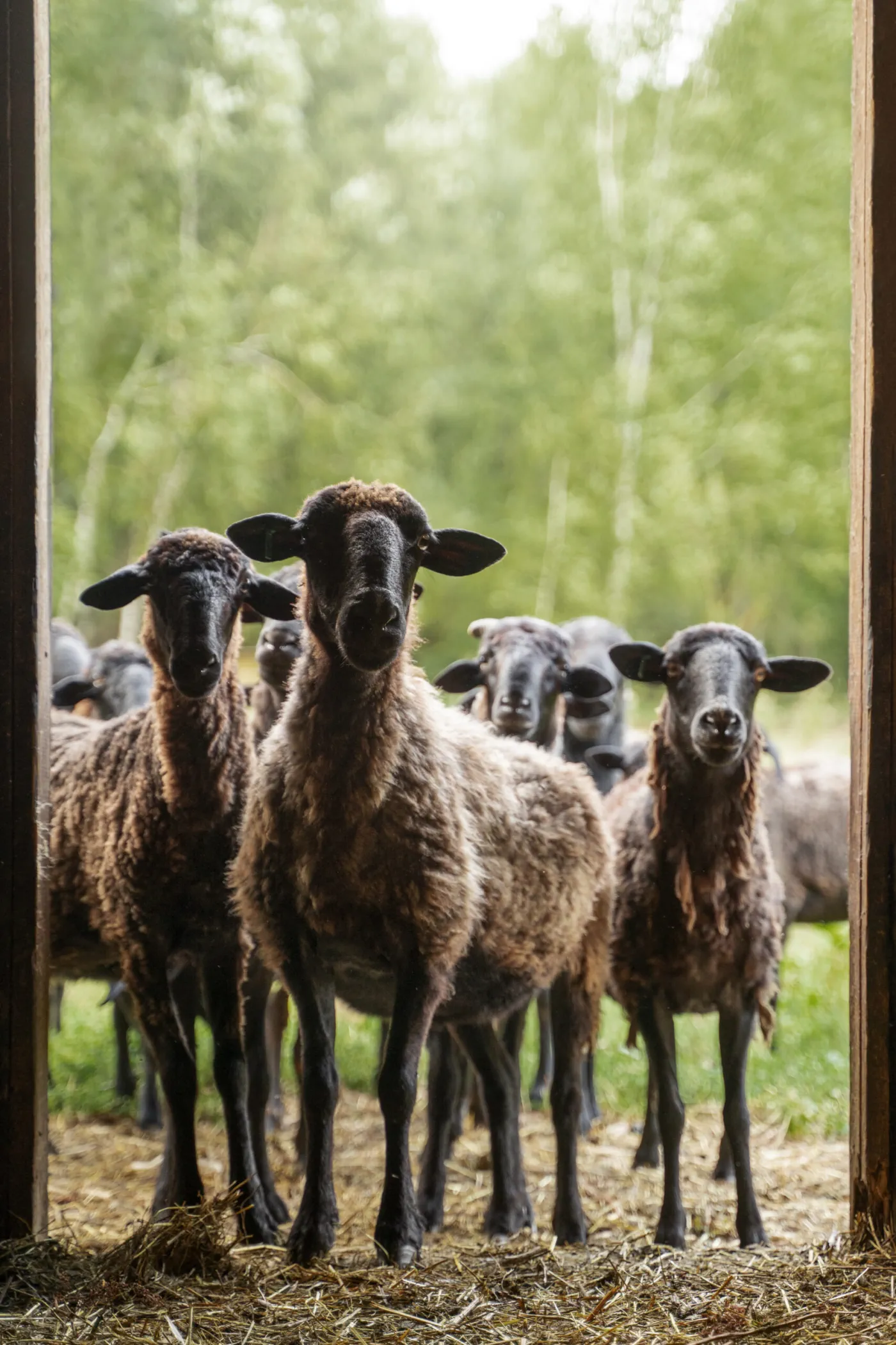 Sheep at a partner livestock farm